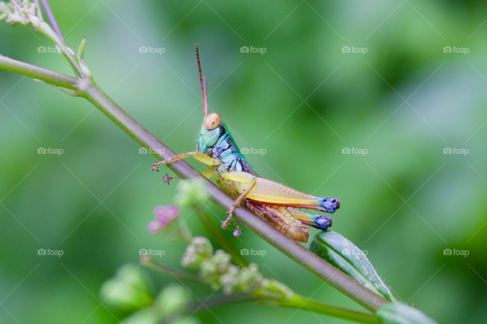 colorful grasshoper