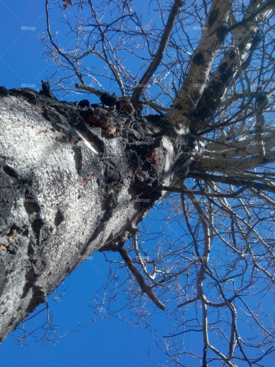 Tree-spective. Blue sky tree