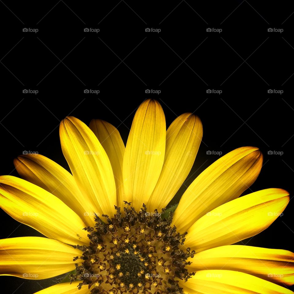 Rising sunflower on a black background