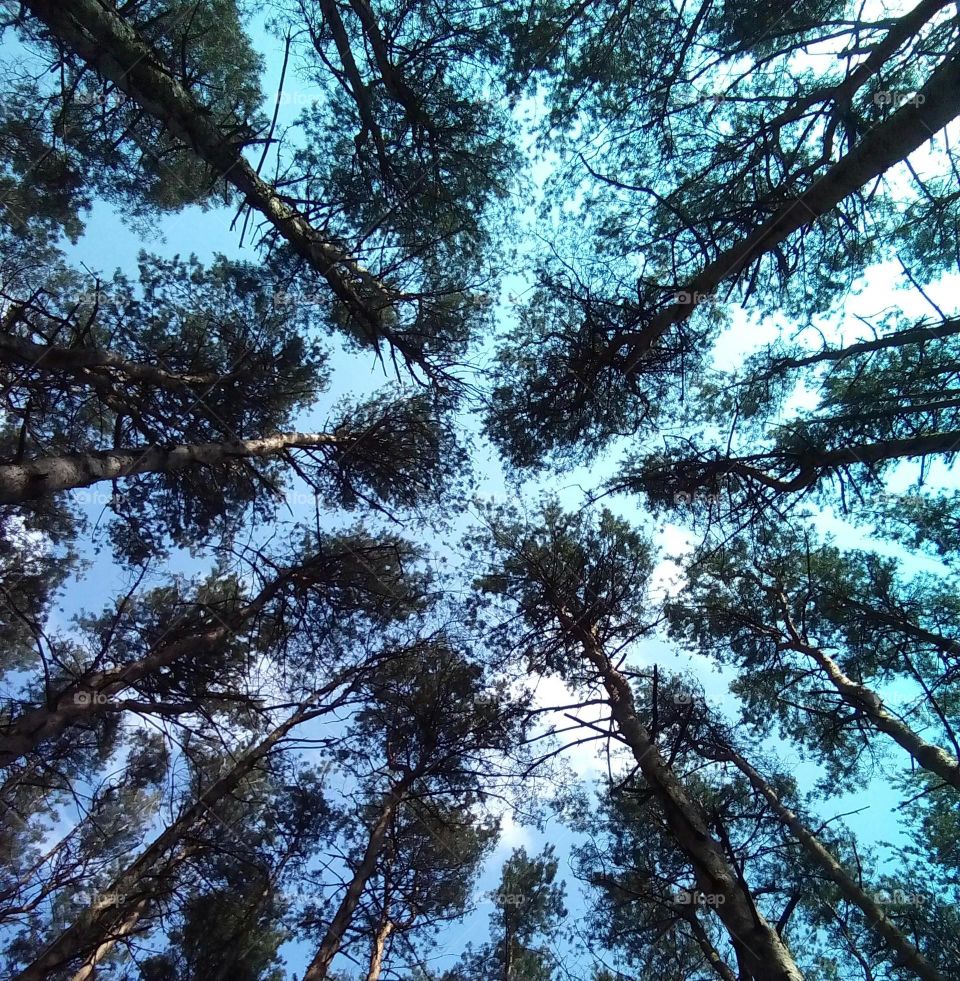 Tree, Wood, Branch, Nature, Landscape