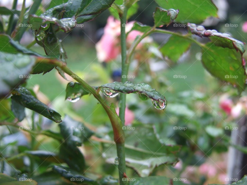 Raindrops on Rose leaves