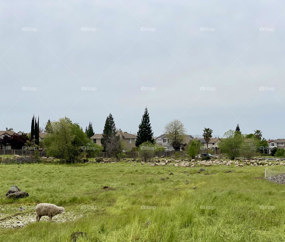 A lone sheep separates itself from a distant herd of sheep in a small city. 