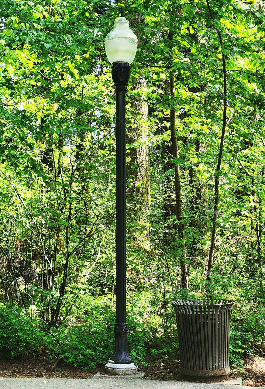 urban nature lamp post and trash can in green Oregon park