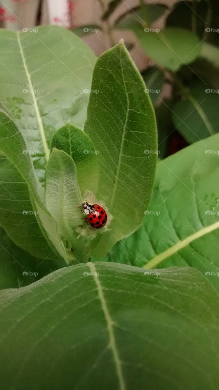 Ladybug in the garden
