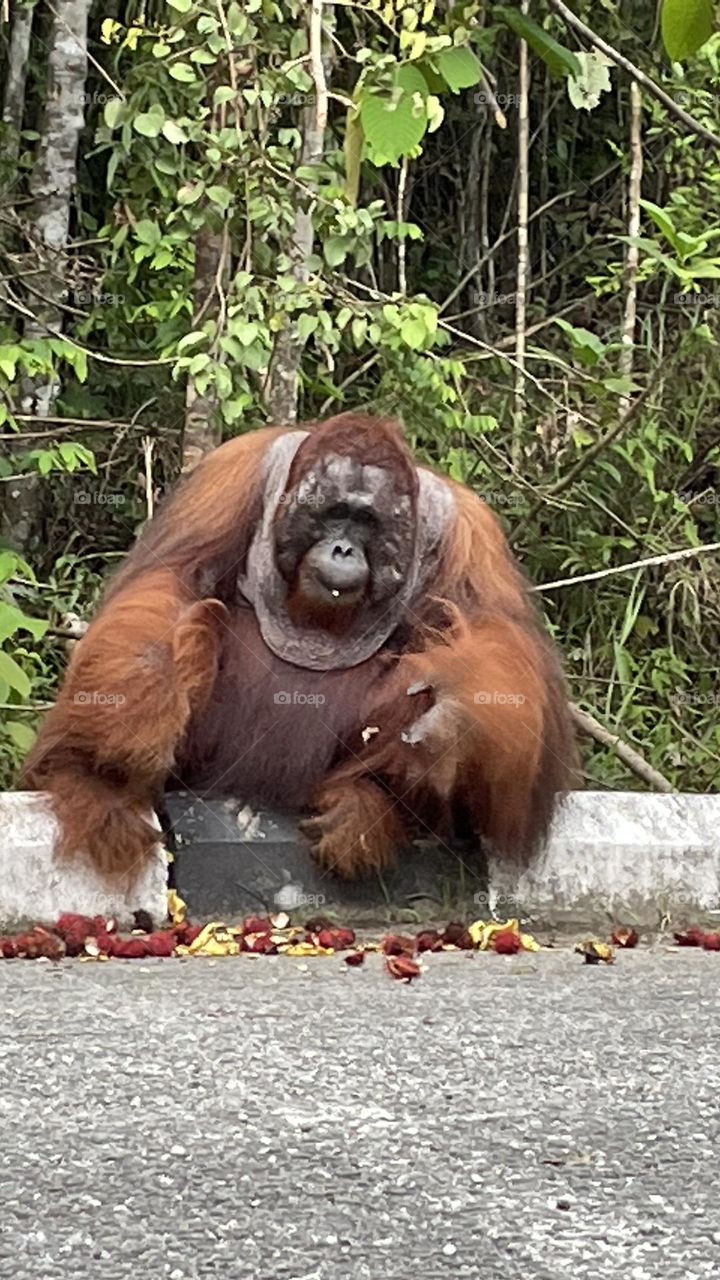 Semenggoh Orangutan