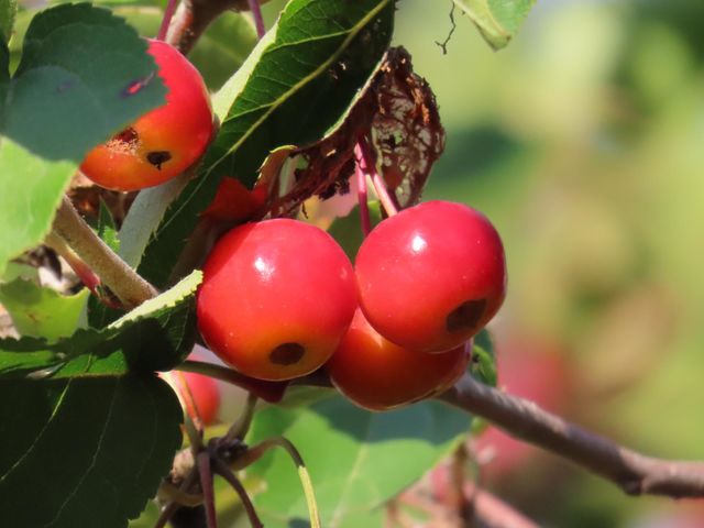 Small red apples