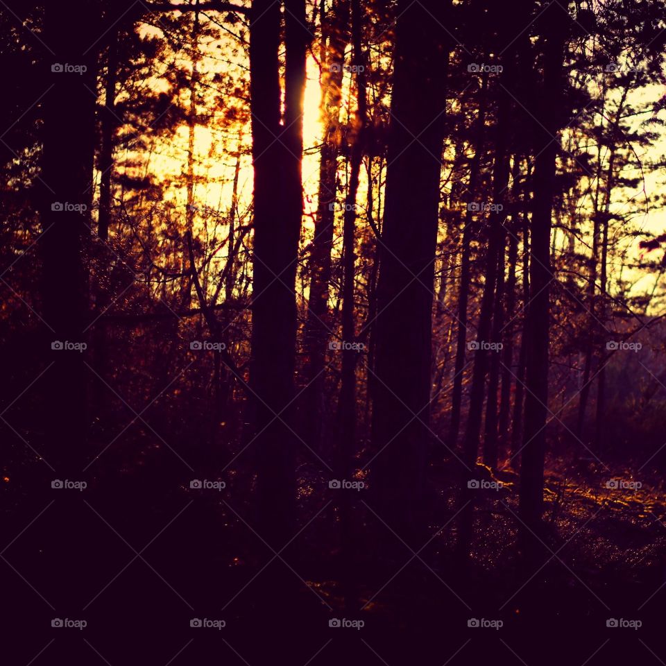 Sonnenaufgang Wald