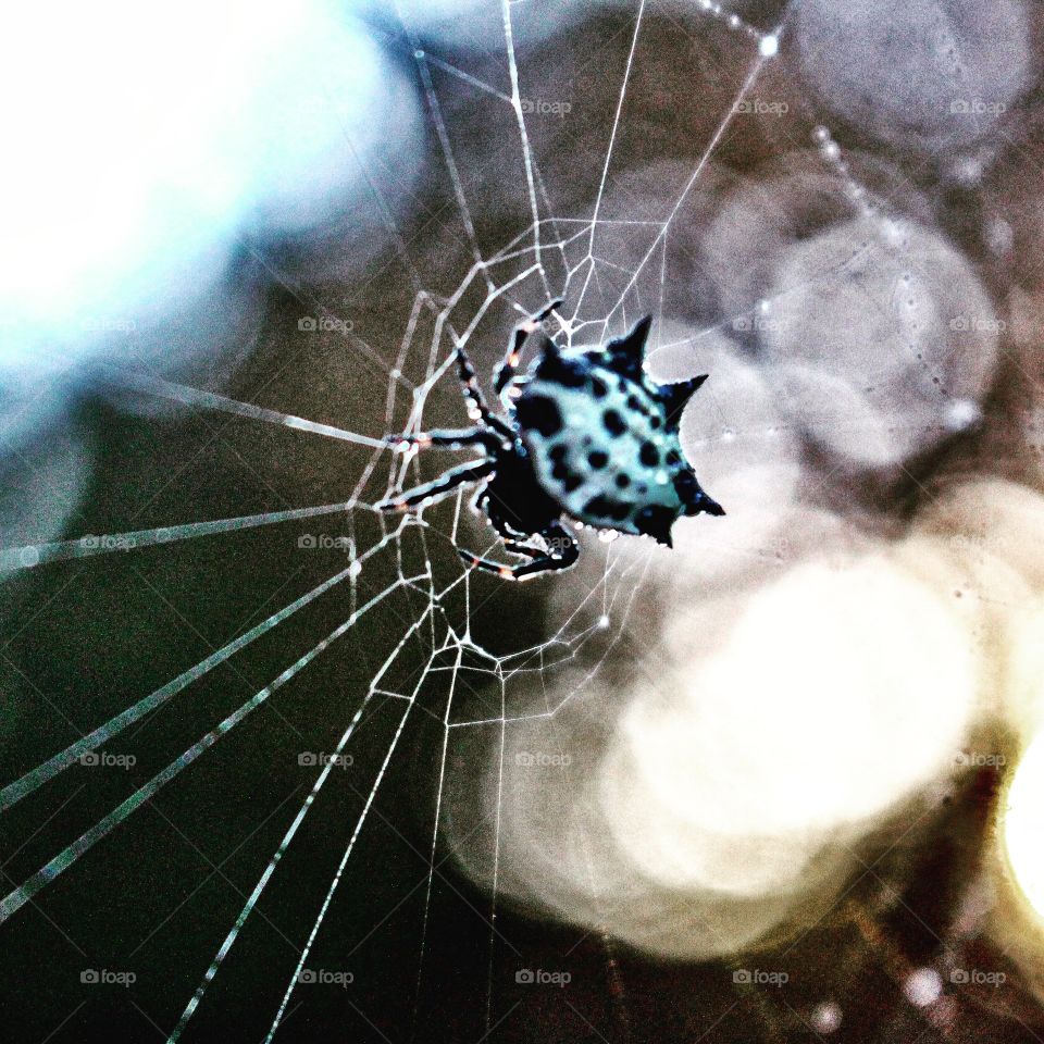 Horned Spider 🕷