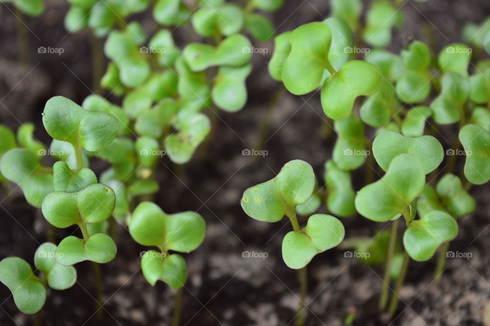 Close-up of green plant