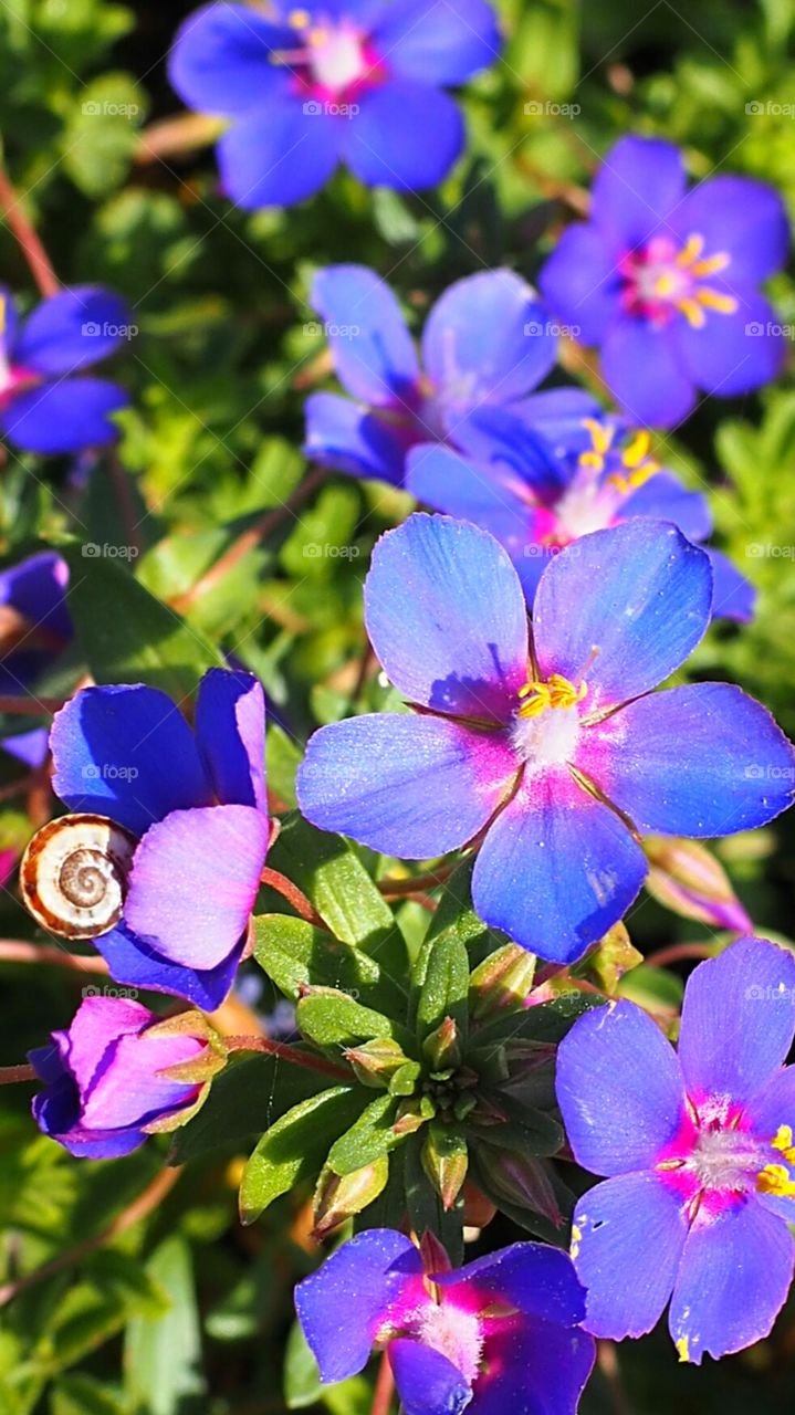 Flowers and the snail