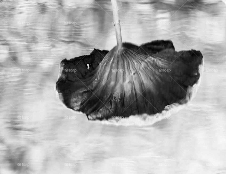 Monochromatic - Plant reflection in water 
