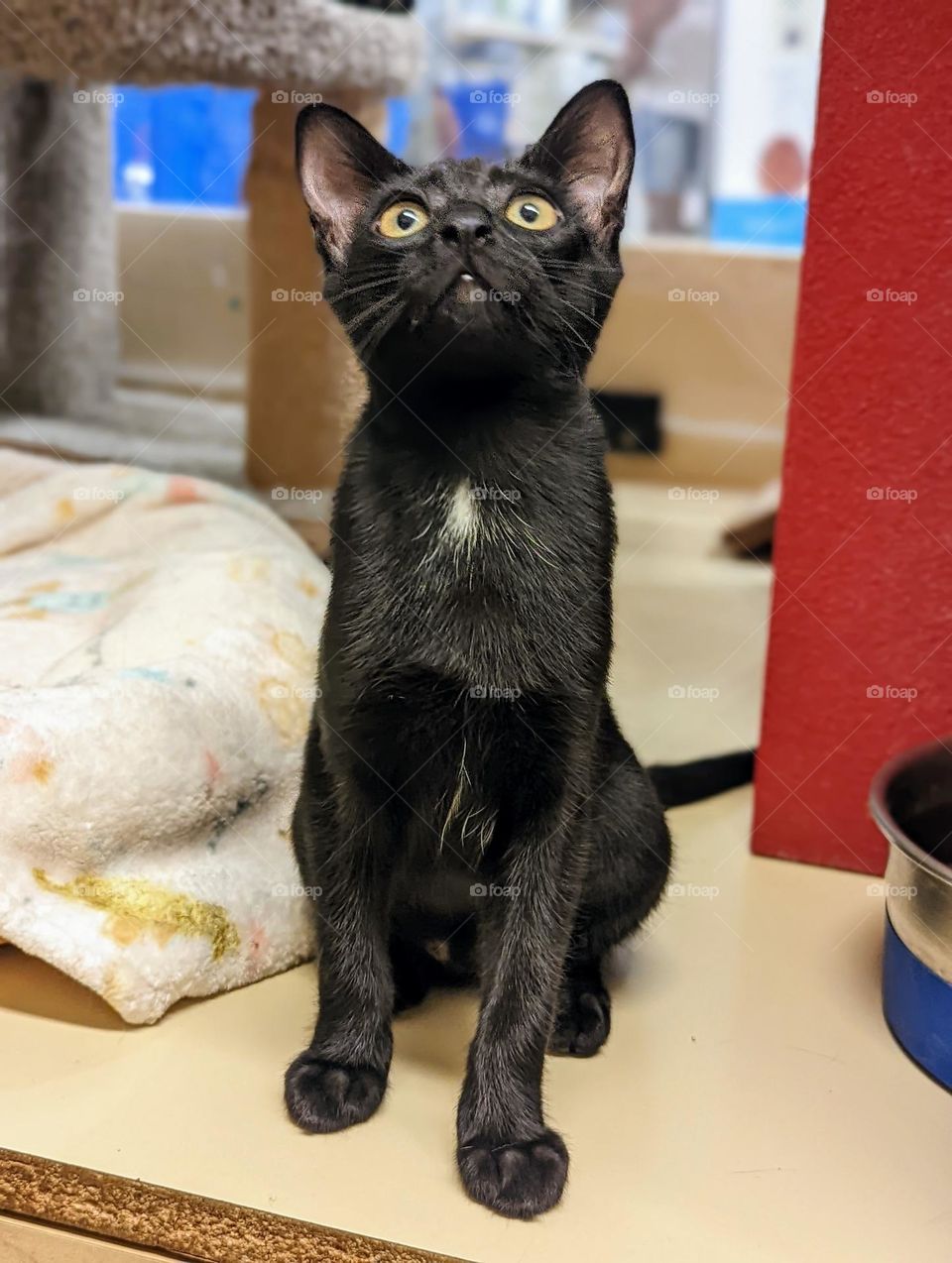 Every day is Caturday