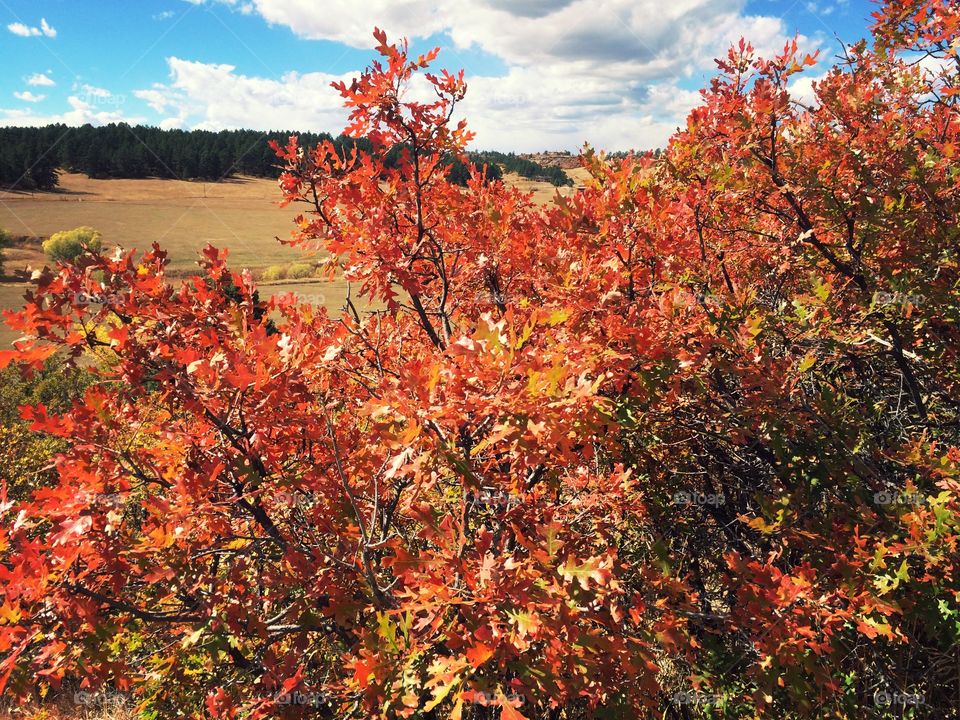 Fall in Colorado