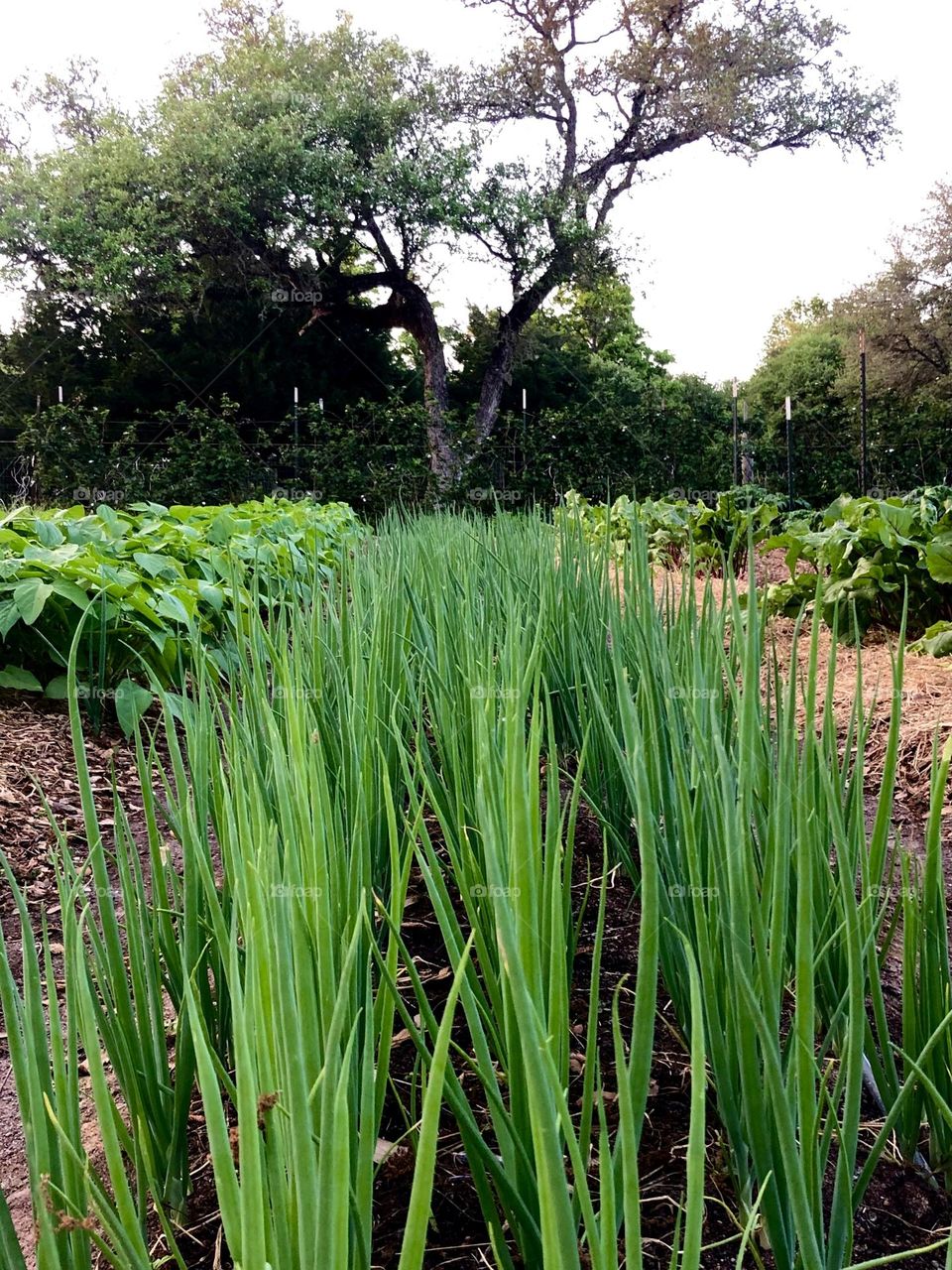 From the ground up! Green onions growing in a row in my friends garden, reaching for the sky. 