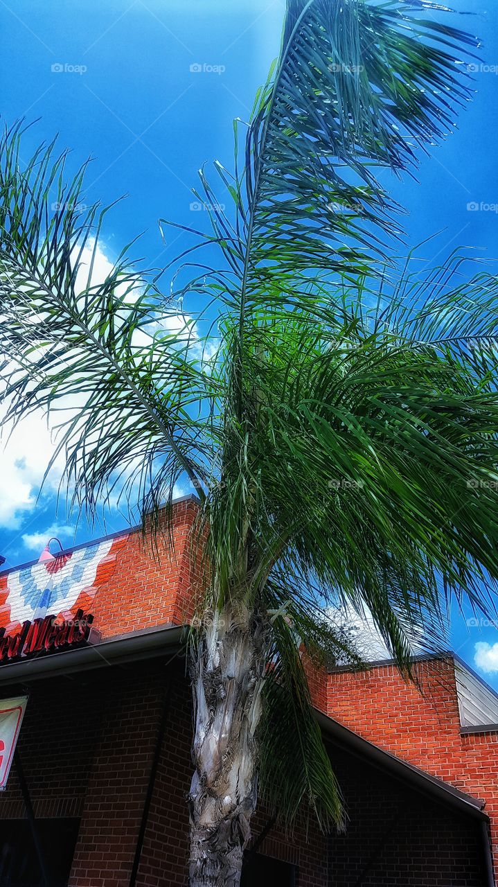 Palm Tree & The Sky