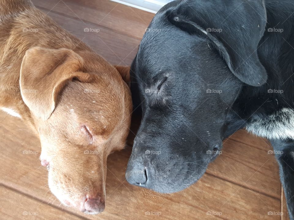 Best Friends. The perfect fit is in the difference.