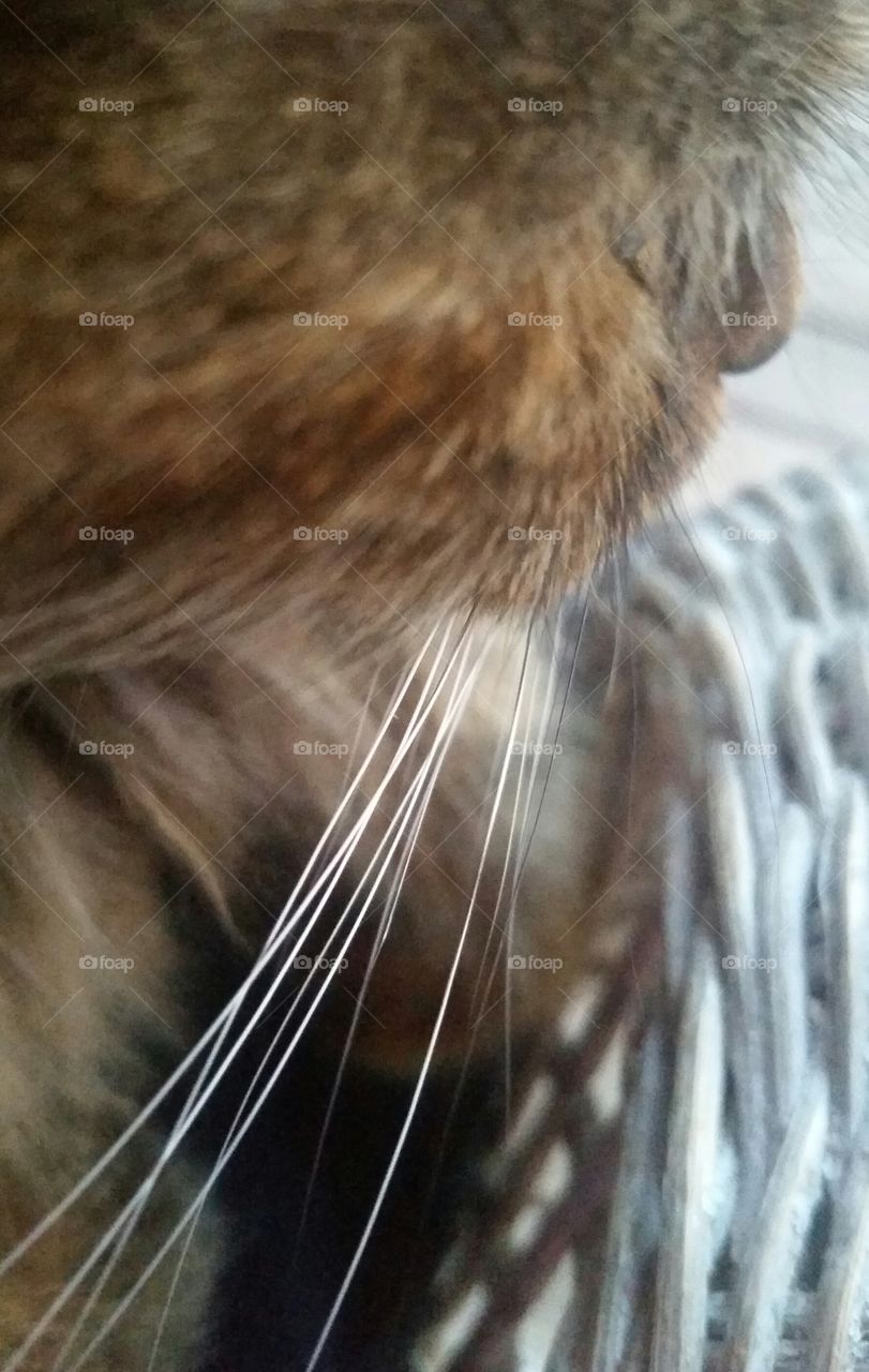 Kitty Whiskers