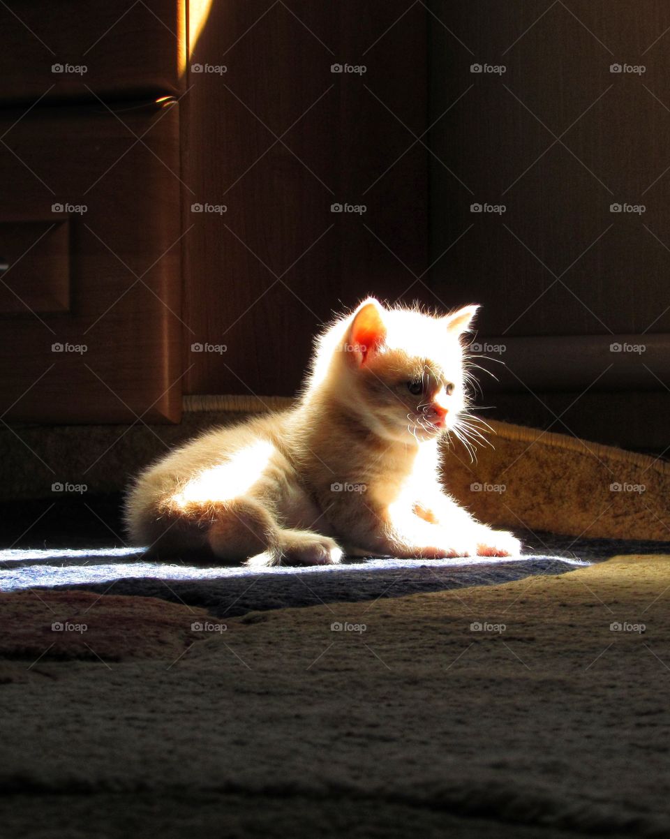 Sunny kitten
