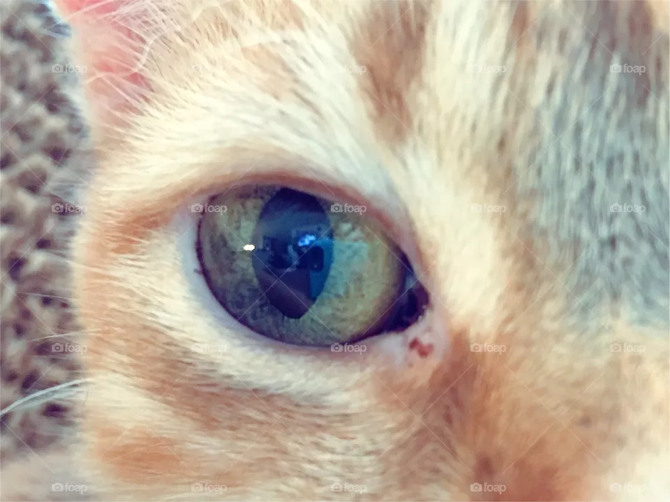 Cat eyes