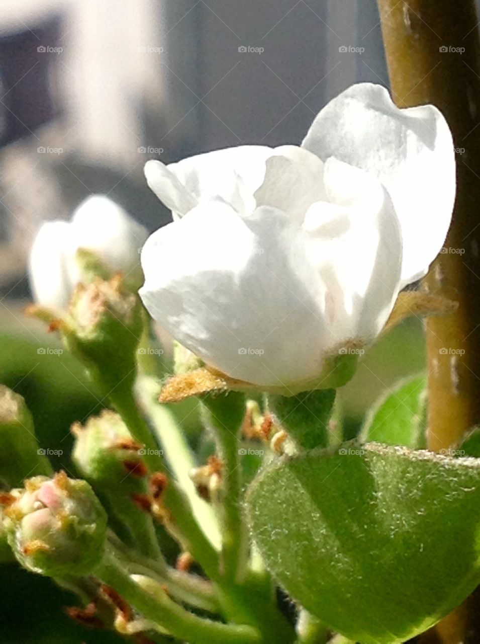 Signs of spring flowers