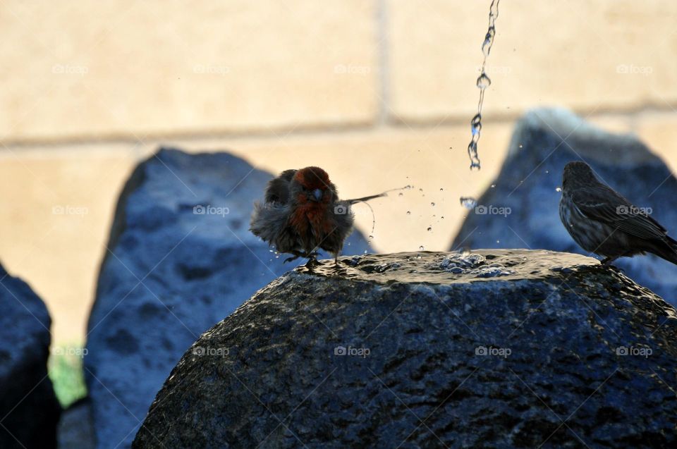 Bathing sparrows