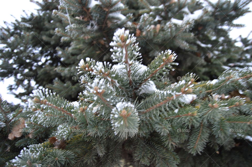 Spruce, tree, snow, needles, winter,