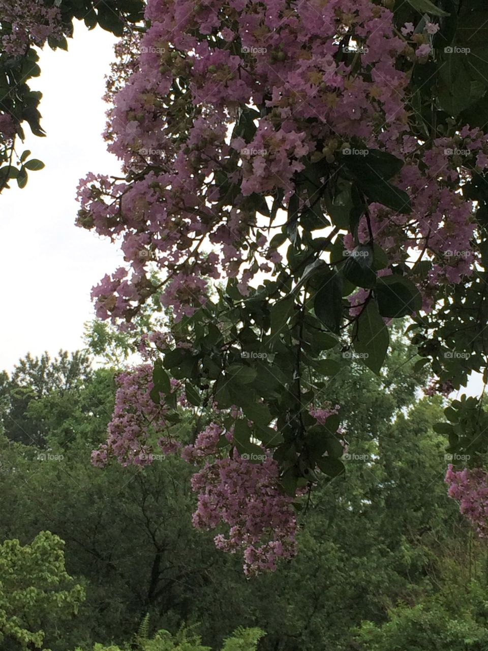 Tree with pink draping flowers 