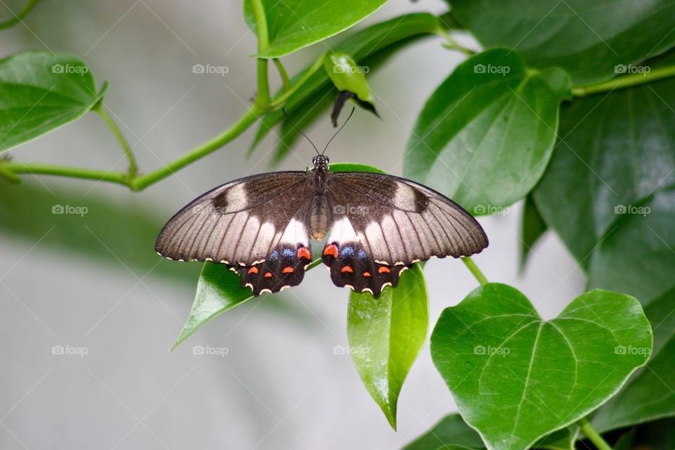 Orchard Swallowtail (Papilio aegeus) Butterfly