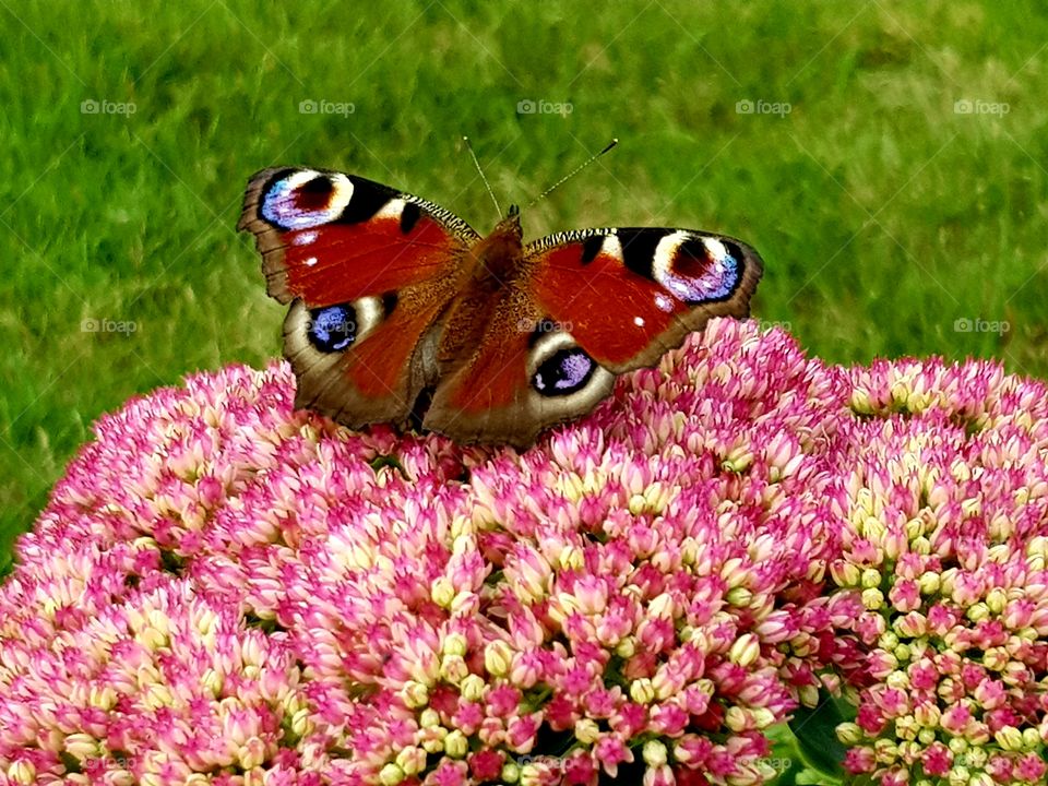 Butterfly on pink flower