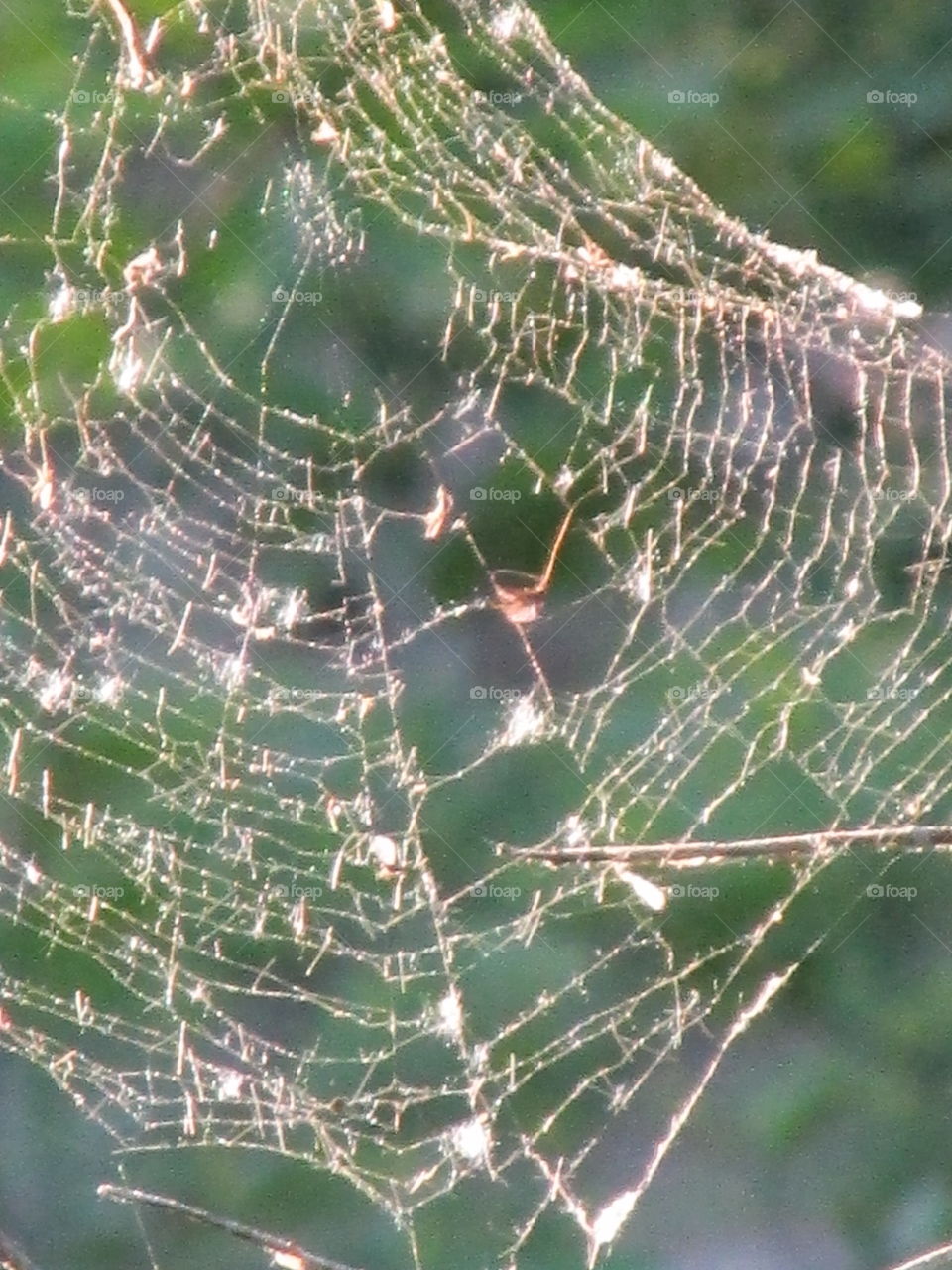 Spiderweb, Spider, Trap, Cobweb, Arachnid
