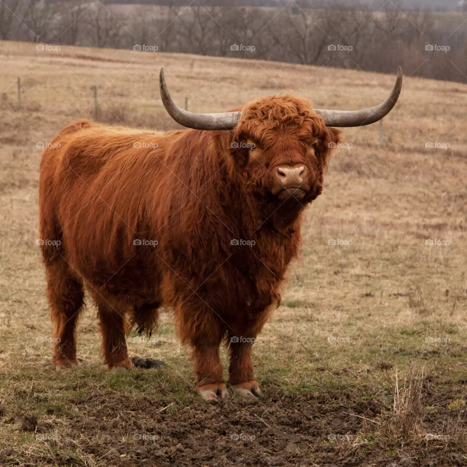 Cattle, Mammal, Bull, Cow, Livestock