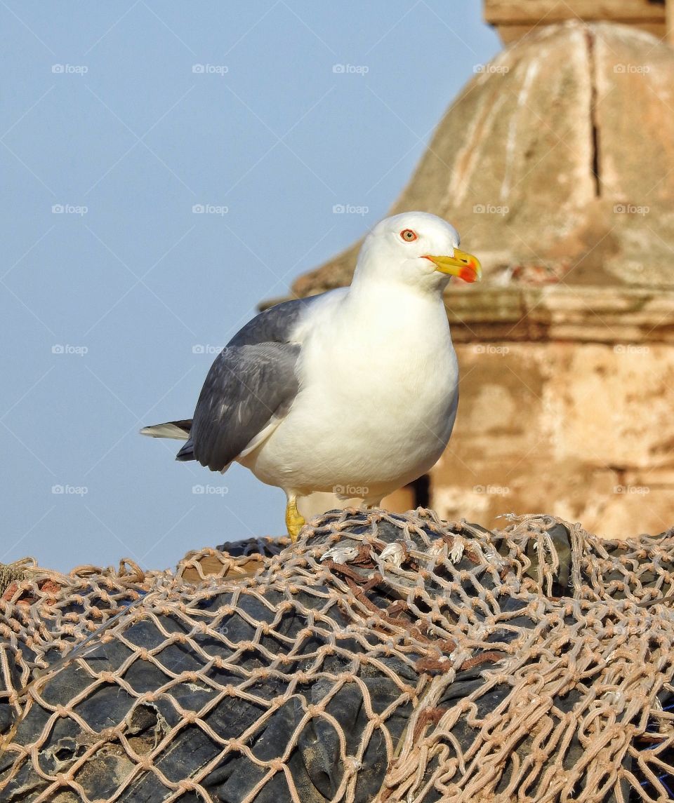 Waiting for fish