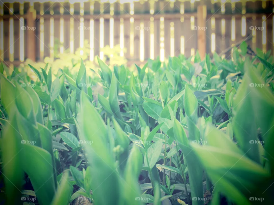 Grass with gate