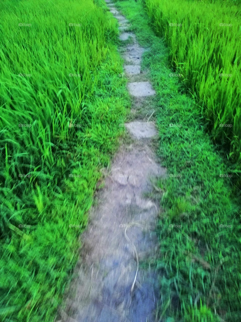 Road to Nature
