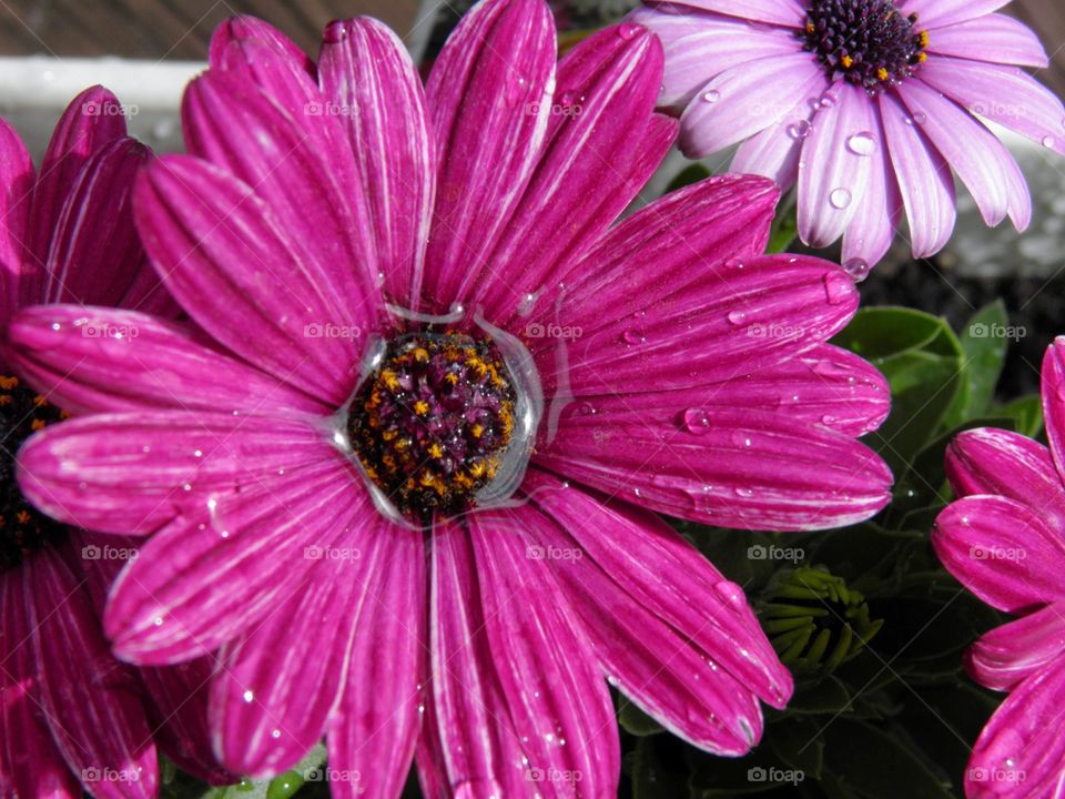 Elevated view of pink flower
