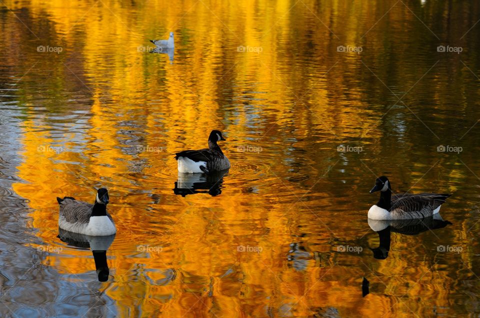 Montreal, park angrignon