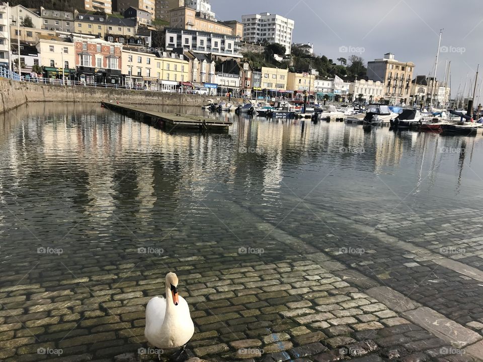 Torbay harbor looking amazing in springtime, the downside the swan demanded a fee for this photo haha.