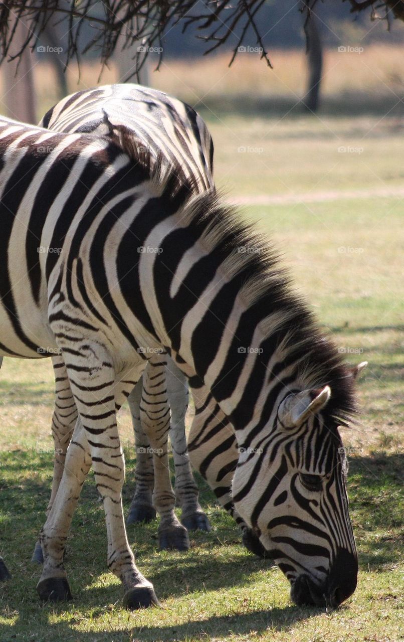 finding two zebras on a afternoon hike.