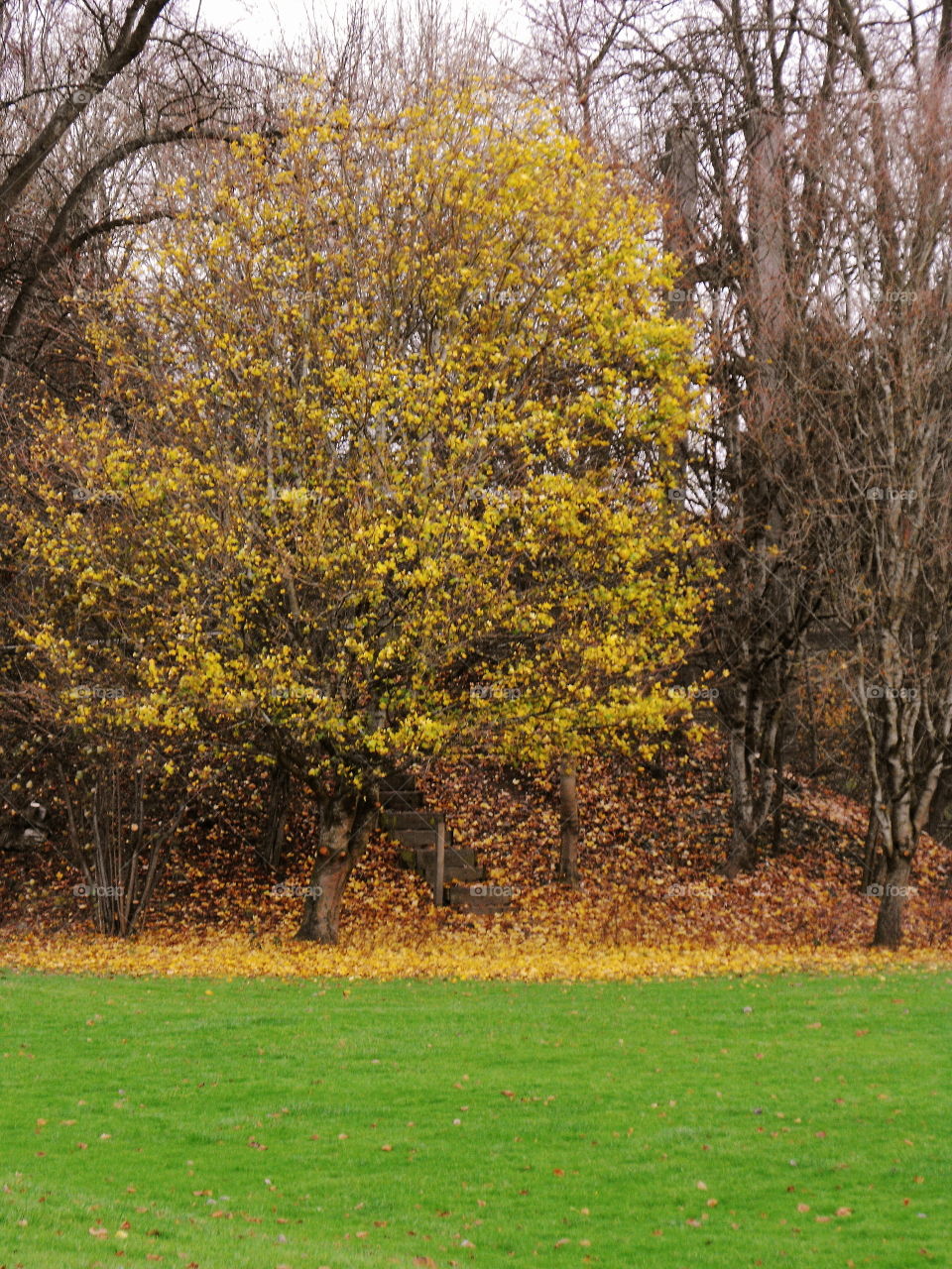 A tree wiyh yellow leaves