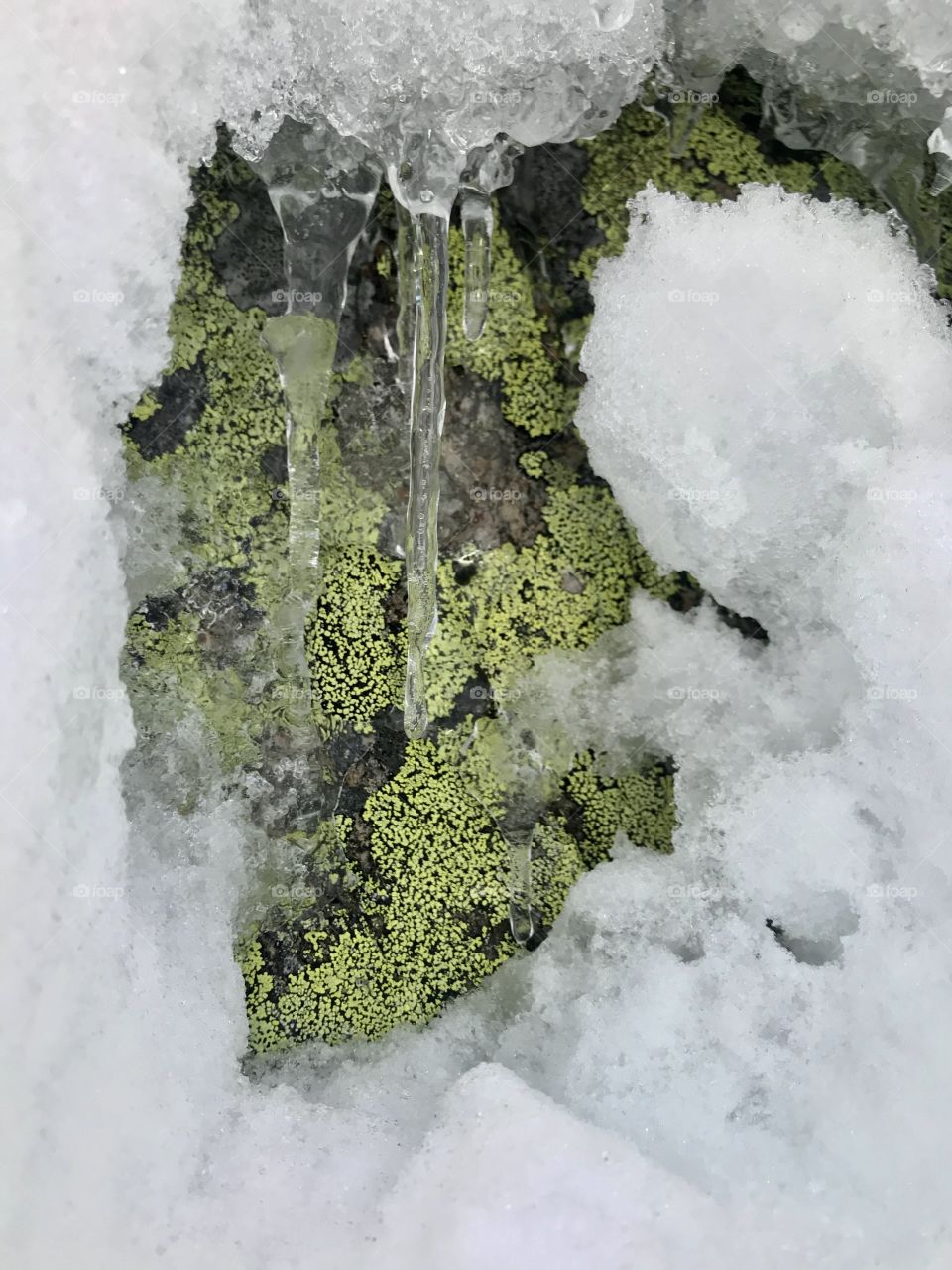 Snow, Moss and Stones 