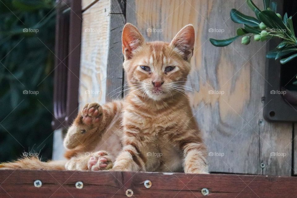 Cat portrait - orange coated kitten