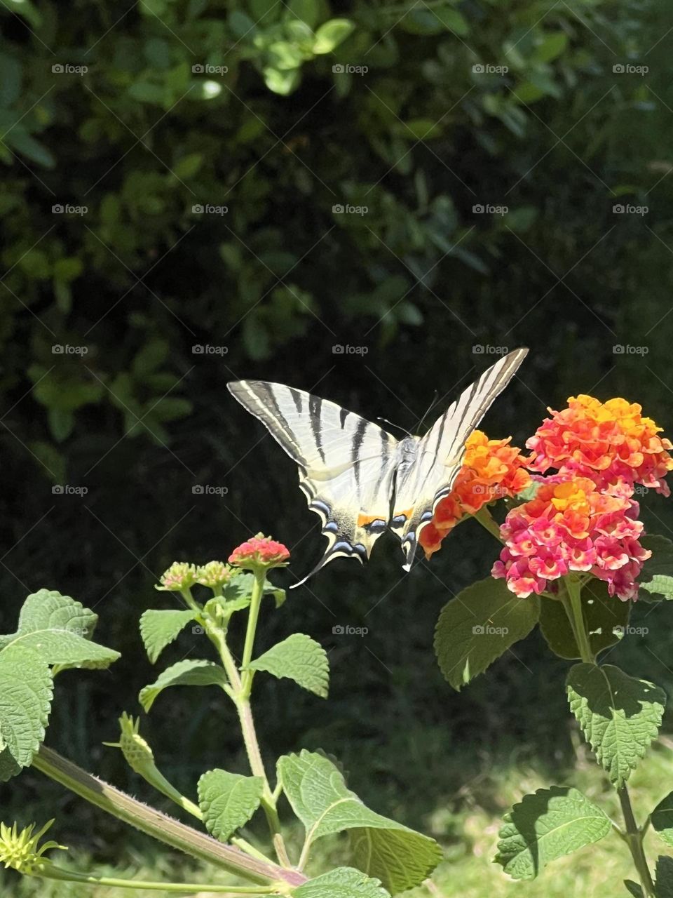 Black and white Butterfly on a garden flower