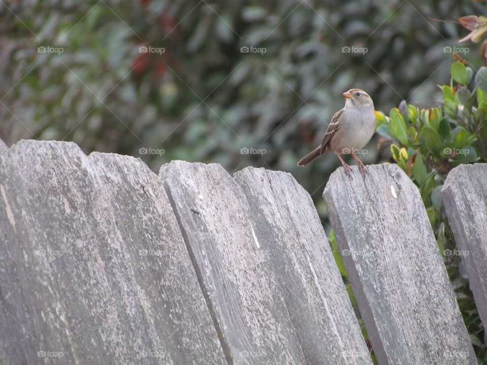 "Fence Friend"