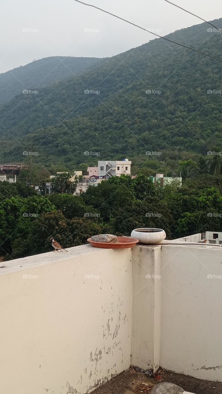 birds offered water and food from the people in summer season