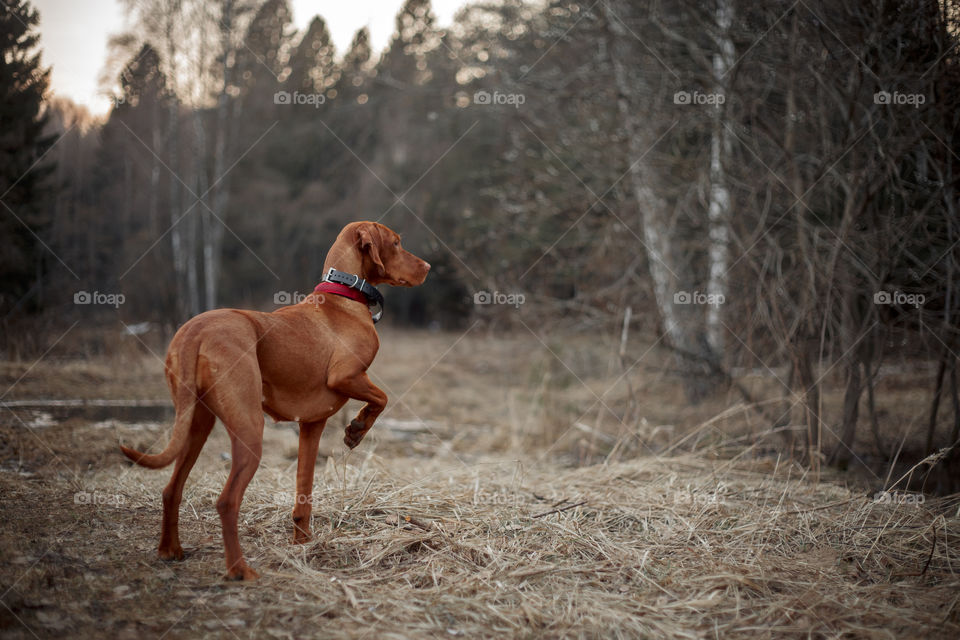 Hungarian vizsla playing outdoor at spring evening 