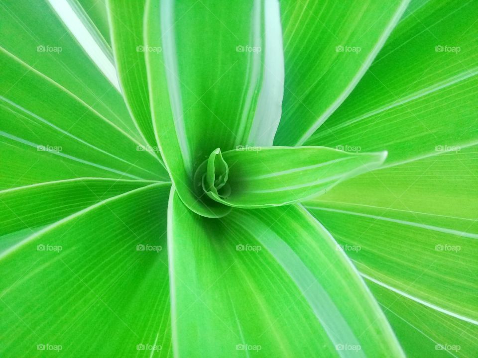 Fresh leaf photo with attractive colors and patterns and unique shapes