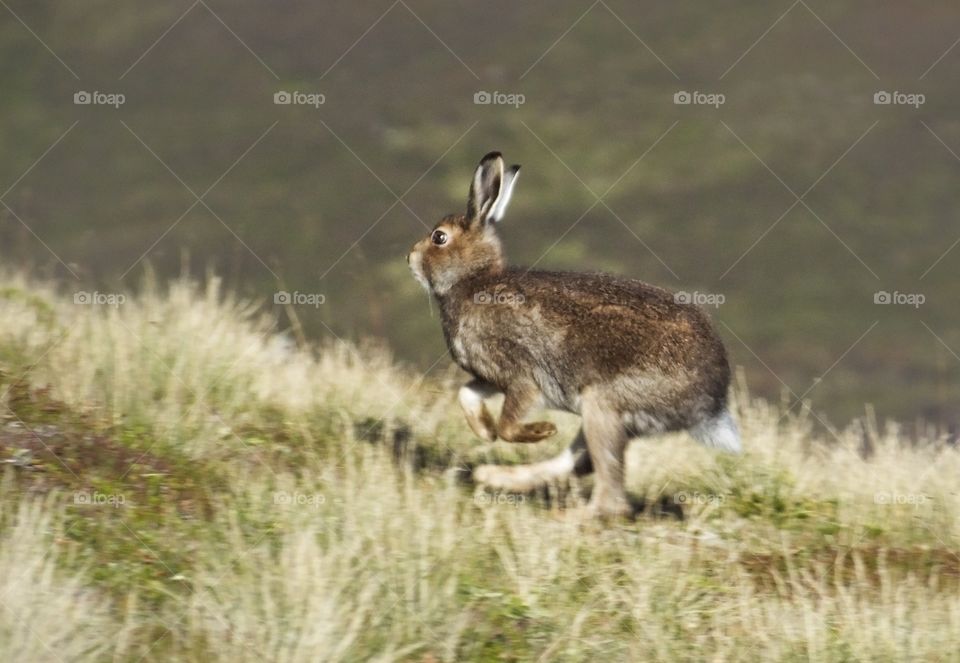Mountain hare in Scottish highlands 