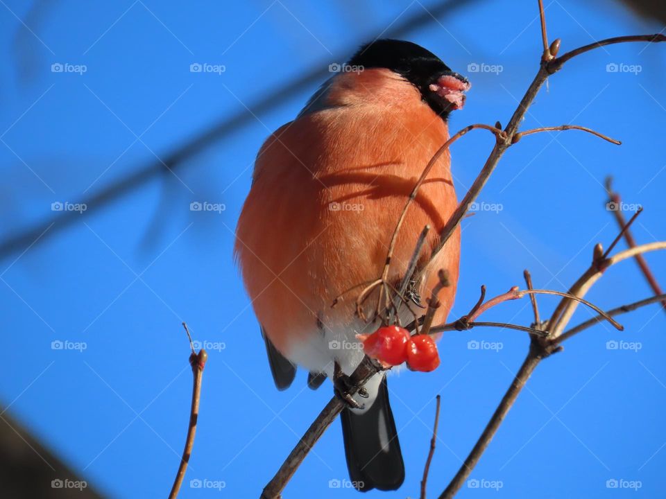 Bullfinch