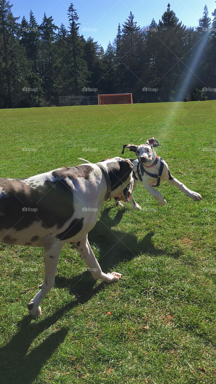 Romping puppy with adult Great Dane in Spring weather 