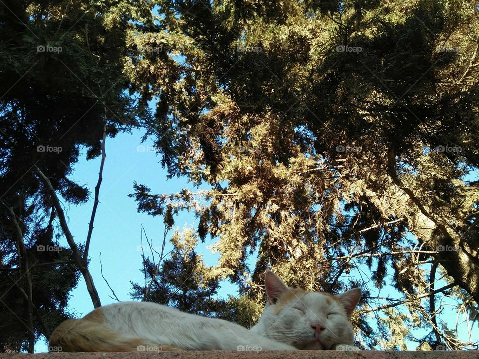 Beautiful cat looking at camera.